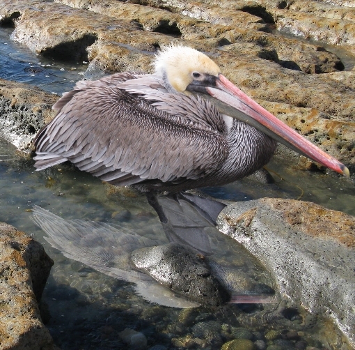 Creation of Bird: Step 12